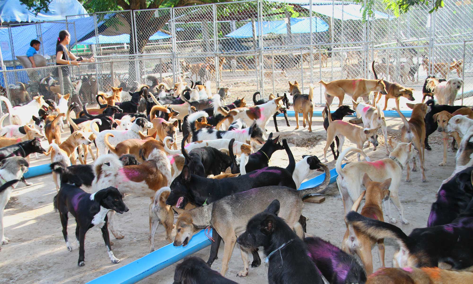 Dog Meat Trade – Cindy Amey